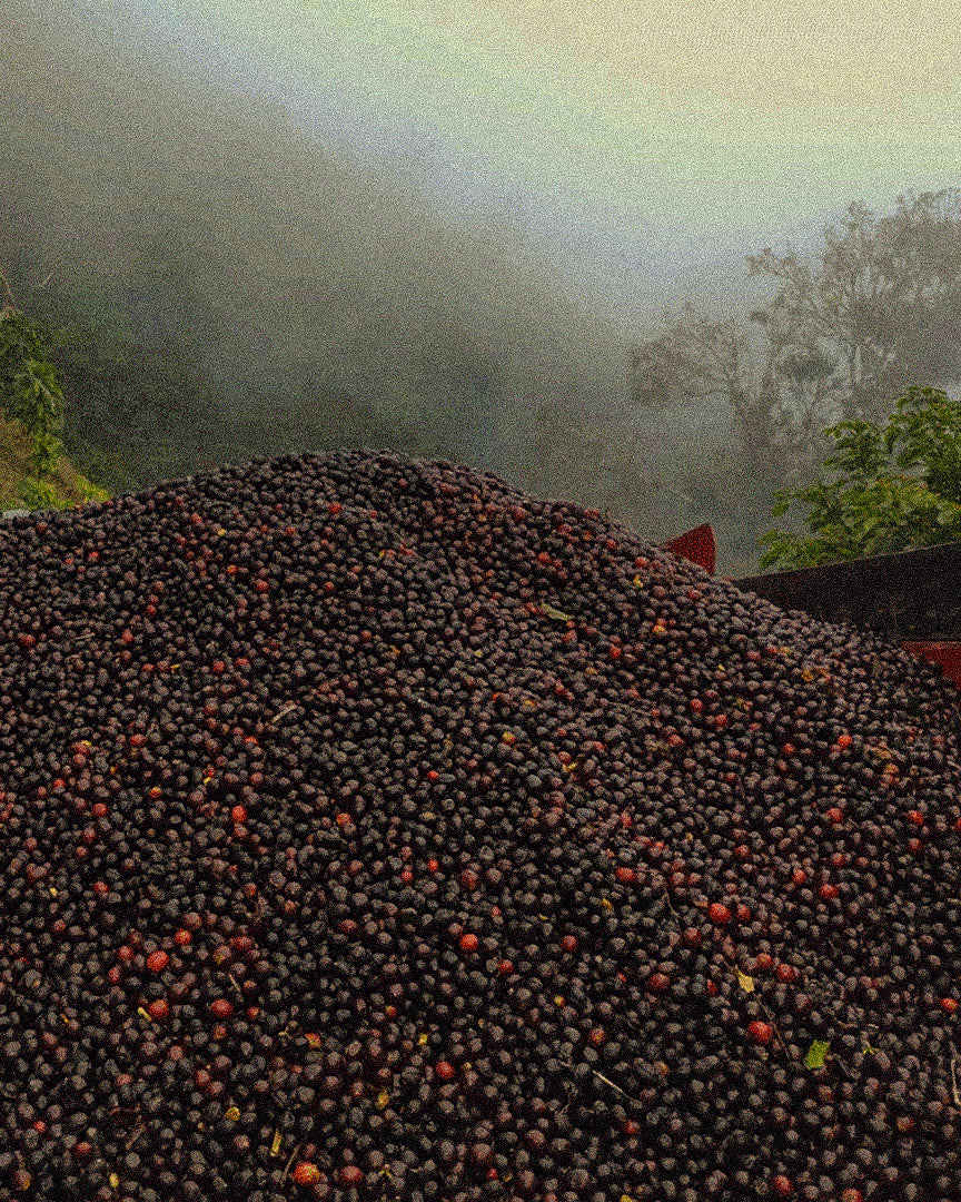 Costa Rica | Finca Monte Alto