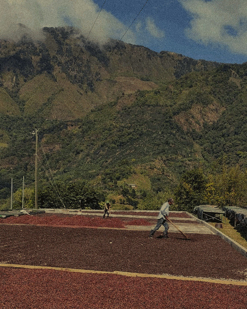 Costa Rica | Finca Monte Alto