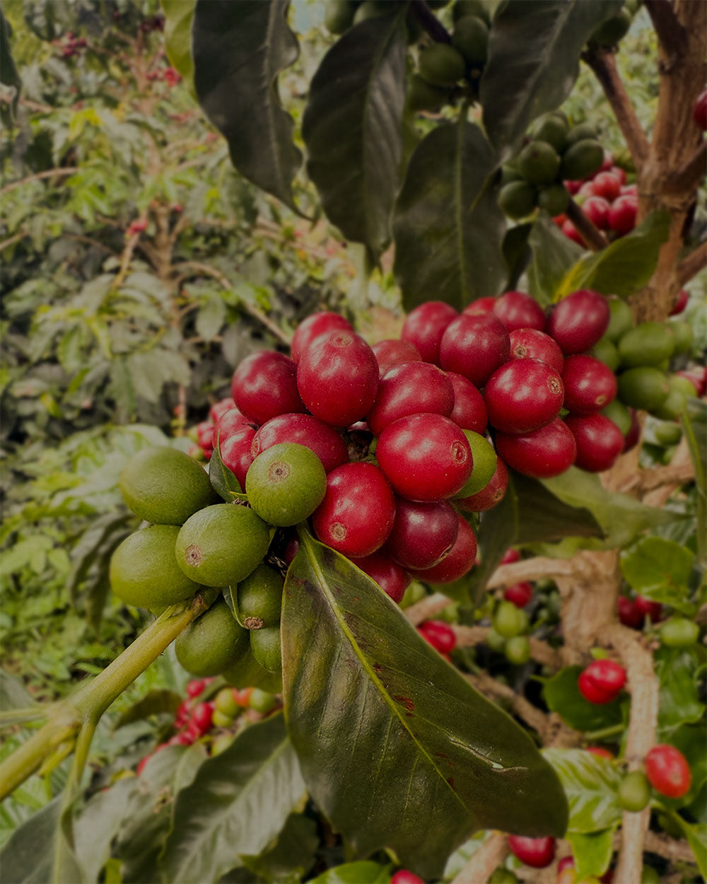 Colombia | Pink Bourbon